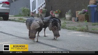 Flock of turkeys terrorizing North Side neighbors