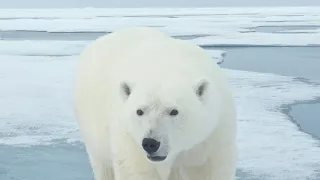 Путешествие на северный полюс