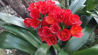 clivia minata dark red flowers