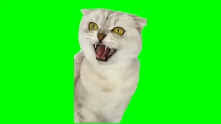 Laughing Cats Meme Template Green Screen