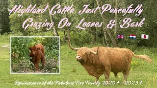 Amsterdam Highland Cattle: Reminiscence of the Fabulous Five Family (2020.4 - 2023.4) - Vol. 2