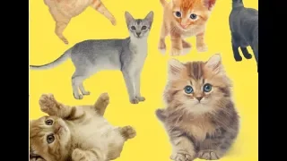 Funniest Cat Videos Compilation in 2 Minute