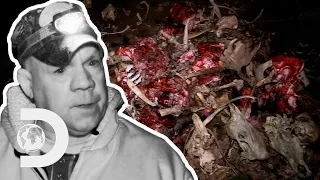 Smoke-Wolf Hunters Find A Mountain Of Dead Farm Animals! | Mountain Monsters