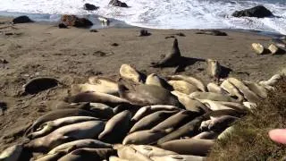 Elephant Seals near San Simeon, CA