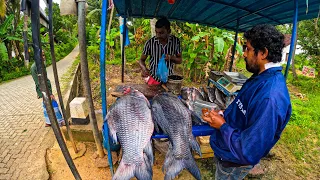 Wow!! 40Kg Big Catla Fish Cutting | How to Cut Big Catla Fish Excellent Fish Cutting Style Sri Lanka