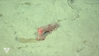 Sea cucumber finds a feast on the deep-ocean floor