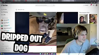 xQc reacts to dripped out dog (I'm A I with the braids)
