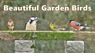 Cat TV ~ Beautiful Birds for Cats to Watch Purrfection ⭐ 8 HOUR Video by Paul Dinning ⭐