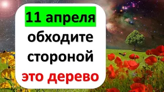 11 апреля обходите стороной это дерево иначе бед не оберешься