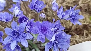 Печеночница или перелеска . Hepatica .