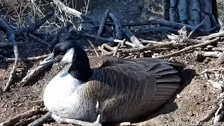 Momma Goose Lays 3rd EGG In Decorah Eagles Nest