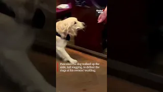 "Good boy, Pancakes": Golden retriever makes adorable wedding ring bearer 🐕