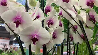 Орхидеи в ОБИ