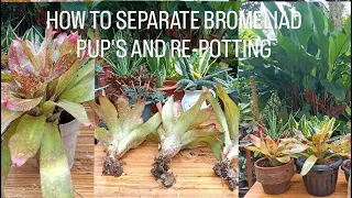 How to Separate Bromeliad Pup's and Re-potting/Step by Step