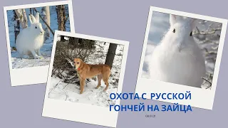 охота с русской гончей на зайца.08.01.21