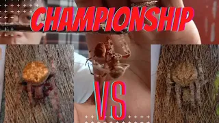 Championship spider derby fight! Laban ng gagamba