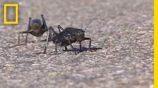 Giant Swarm of Mormon Crickets | National Geographic