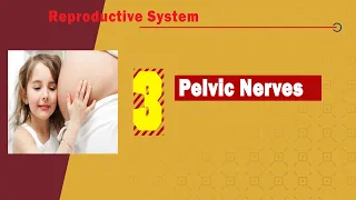 03. Pelvic nerves (sacral and coccygeal plexuses, obturator nerve and sympathetic trunk)