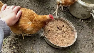 Старые куры с птицефабрики. Наш опыт (весна-лето 2022) / Old chickens from poultry farm