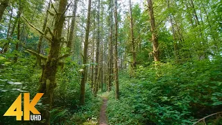 4K Forest Walk on a Summer Day with Soulful Music - Beauty of Snoqualmie Valley Trail - 3,5 HOURS