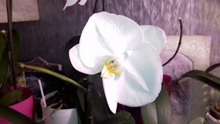 Сказочная орхидея.Фаленопсис Синголо😍