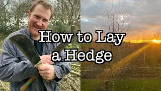 How to Lay a Hedge