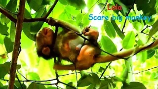 Poor baby Lola scares big monkey near falling down from high tree