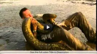 snake eats man-Terrifying sight snake eats man