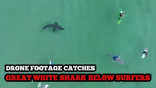 Drone footage catches a Great white shark Below surfers