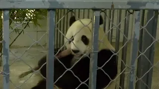 Giant pandas welcomed home in SW China