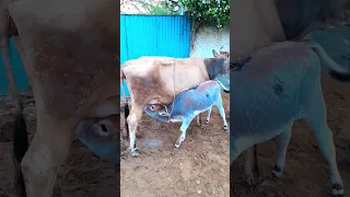 Jai Gau Mata 🙏🙏/#shorts #gaumata #gauseva #viral #pleaseshare