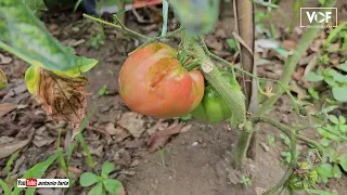 Comi os tomates do Fernando Silva na Ilha Faial