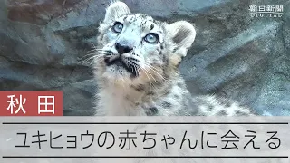 待望のユキヒョウ赤ちゃん展示　秋田の動物園、県外からも駆けつける