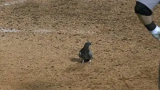 Bird's-eye view of home plate in Texas