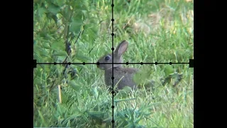 The Airgun Show – Squirrel and rabbit scope-cam hunting, PLUS the Walther LGU Varmint on test