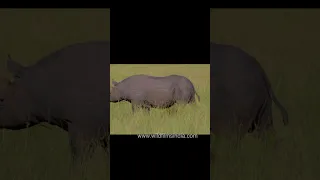 Rhino taking a leak or passing gas?