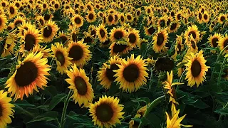 Wagner Farms sunflowers burst with summer color