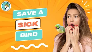 Save A Sick Bird - When To Visit The Vet