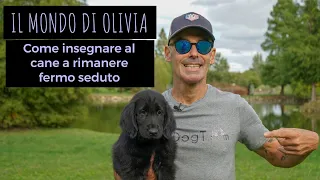 Insegnare al cane a rimanere fermo seduto, Il mondo di Olivia