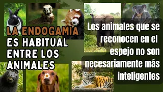 La ENDOGAMIA es habitual entre los ANIMALES: Los animales que se reconocen en el espejo.