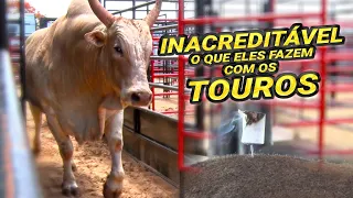 Olha o que a CIA. TERCIO MIRANDA faz com os TOUROS!!! (#ACUPUNTURA e #OZONIOTERAPIA)