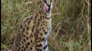 Serval Animals Documentary