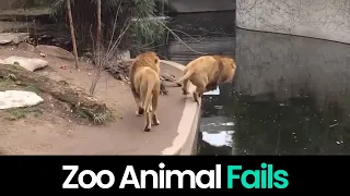 Zoo Bloopers: The Funniest Animal Fails"