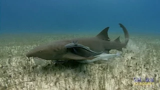 Nurse Sharks | SHARK ACADEMY