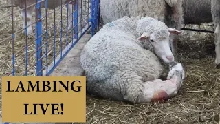 How We Lamb On Our Sheep Farm 2019 (ANOTHER WEEK OF LAMBS!): VLOG 148