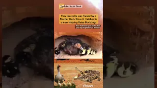 This Crocodile was Raised by a Duck & now Helps Raise Ducklings