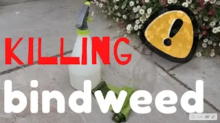 Killing BINDWEED - The SIMPLE way #bindweed