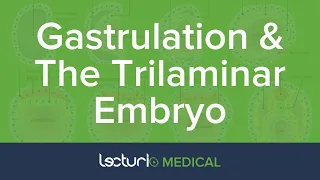 Gastrulation And The Trilaminar Embryo | Embryology