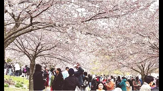 Cherry Blossoms High Park Toronto 2024