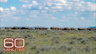 Rebuilding an ecosystem in America’s grasslands | 60 Minutes